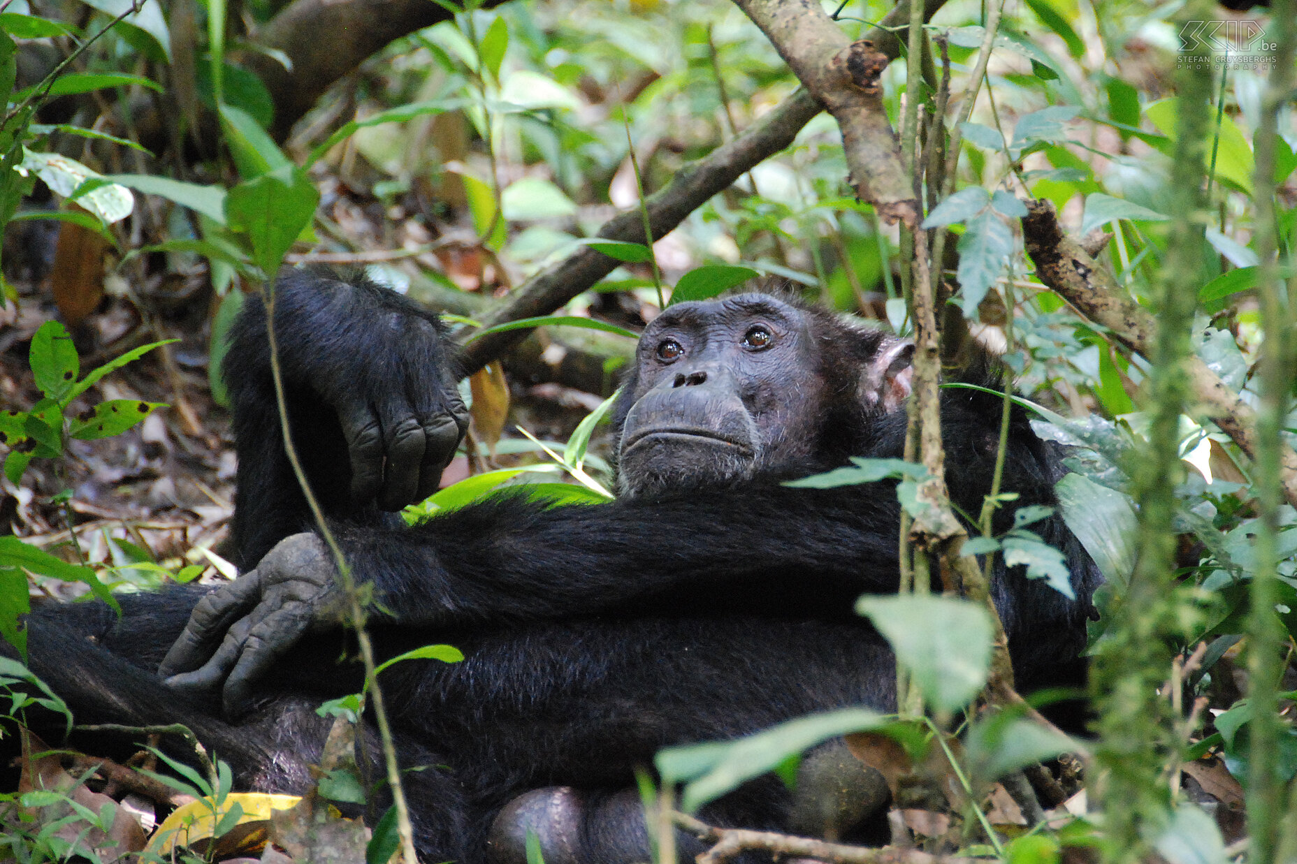 Kibale - Chimpanzee  Stefan Cruysberghs